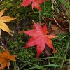 20051109_070808_Mpl.jpg
